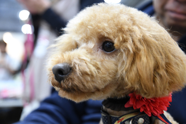 f:id:animal_protections:20190406192452j:plain