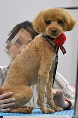 f:id:animal_protections:20190406192537j:plain