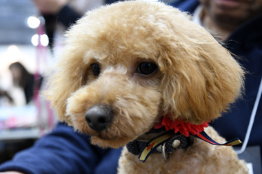 f:id:animal_protections:20190406192609j:plain