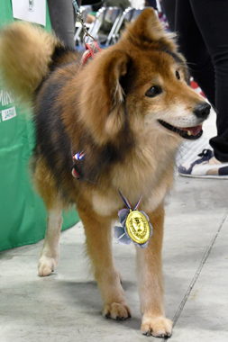f:id:animal_protections:20190406194209j:plain