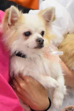 f:id:animal_protections:20190406194417j:plain