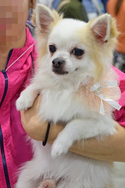 f:id:animal_protections:20190406194444j:plain