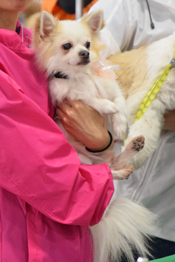 f:id:animal_protections:20190406194456j:plain