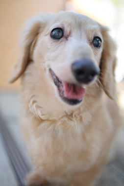 f:id:animal_protections:20190406212827j:plain