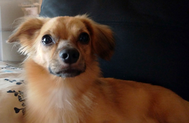 f:id:animal_protections:20190420215749j:plain