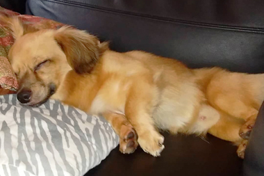 f:id:animal_protections:20190420215818j:plain
