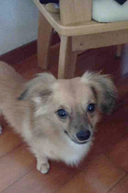 f:id:animal_protections:20190420215836j:plain