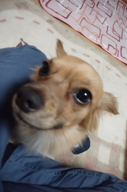 f:id:animal_protections:20190420215851j:plain