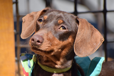 f:id:animal_protections:20190421111348j:plain