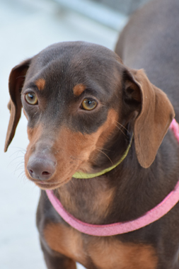 f:id:animal_protections:20190421111413j:plain