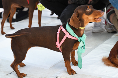 f:id:animal_protections:20190421111643j:plain