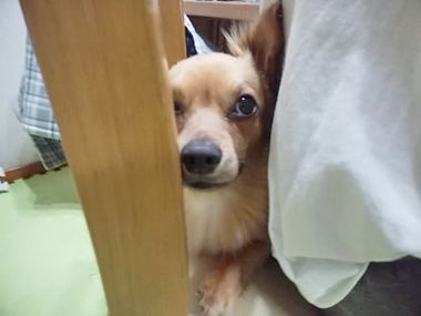 f:id:animal_protections:20190421223702j:plain