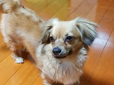 f:id:animal_protections:20190421223718j:plain