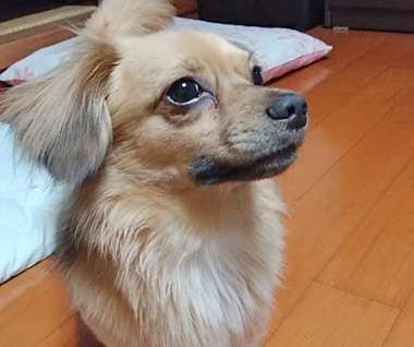 f:id:animal_protections:20190421223742j:plain