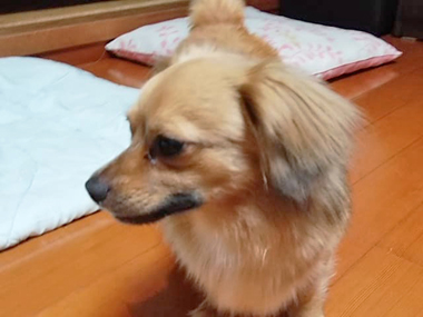 f:id:animal_protections:20190421223859j:plain