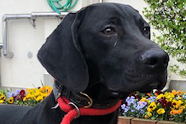 f:id:animal_protections:20190428231140j:plain