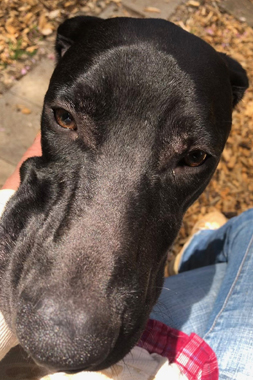 f:id:animal_protections:20190428231159j:plain