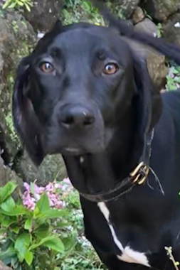 f:id:animal_protections:20190428231213j:plain