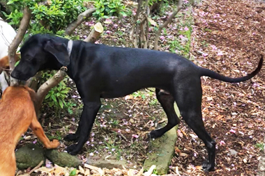 f:id:animal_protections:20190428231232j:plain