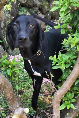 f:id:animal_protections:20190428231412j:plain