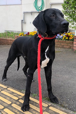 f:id:animal_protections:20190428231425j:plain