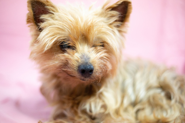 f:id:animal_protections:20190517183155j:plain