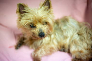 f:id:animal_protections:20190517183208j:plain
