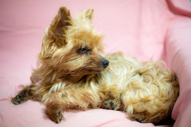 f:id:animal_protections:20190517183220j:plain