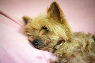 f:id:animal_protections:20190517183233j:plain