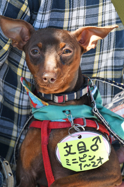 f:id:animal_protections:20190520143217j:plain