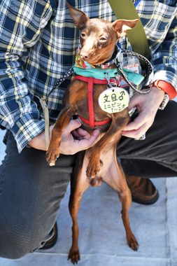 f:id:animal_protections:20190520143232j:plain