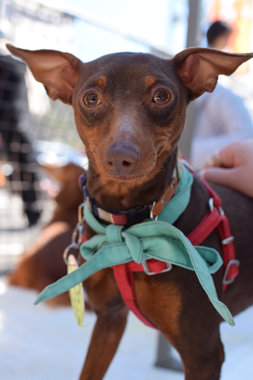 f:id:animal_protections:20190520143249j:plain