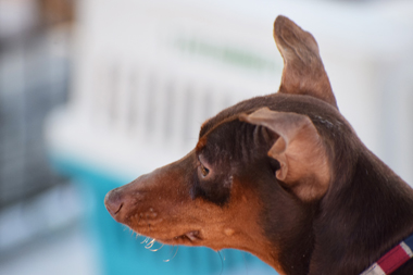 f:id:animal_protections:20190520143315j:plain