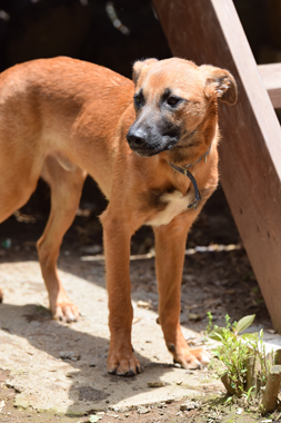 f:id:animal_protections:20190621232858j:plain