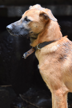 f:id:animal_protections:20190621232918j:plain