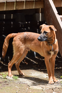 f:id:animal_protections:20190621232931j:plain