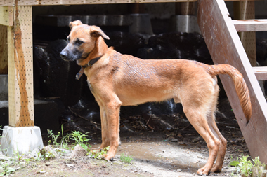 f:id:animal_protections:20190621232956j:plain