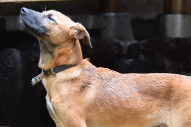 f:id:animal_protections:20190621233010j:plain