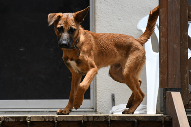 f:id:animal_protections:20190621233033j:plain