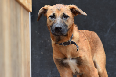 f:id:animal_protections:20190621233056j:plain