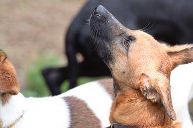 f:id:animal_protections:20190621233106j:plain