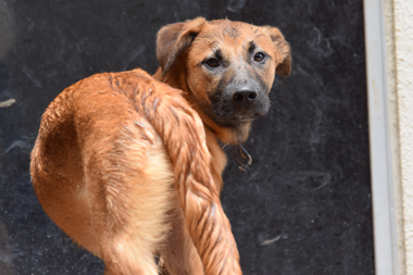 f:id:animal_protections:20190621233119j:plain