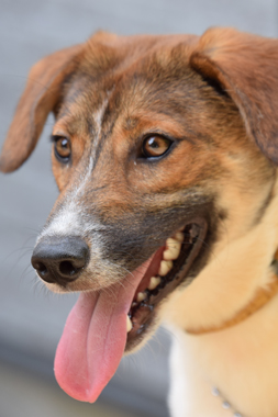 f:id:animal_protections:20190621233633j:plain