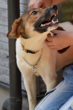 f:id:animal_protections:20190621233650j:plain