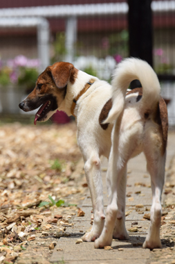 f:id:animal_protections:20190621233709j:plain