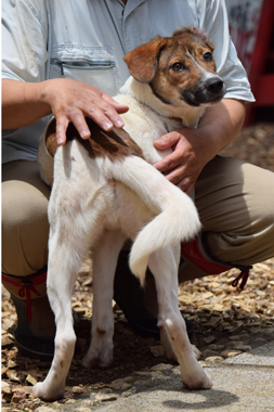 f:id:animal_protections:20190621233730j:plain