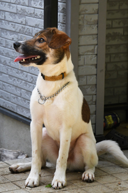 f:id:animal_protections:20190621233746j:plain