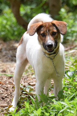 f:id:animal_protections:20190621233759j:plain