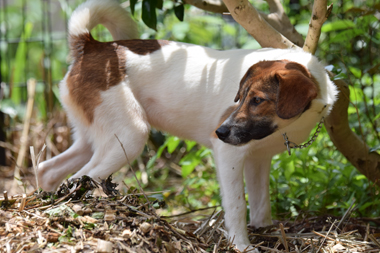 f:id:animal_protections:20190621233828j:plain