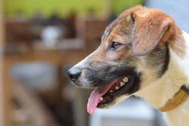 f:id:animal_protections:20190621233842j:plain
